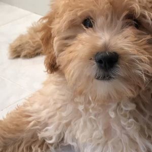 Meet your Posher, Ariel Hodgson